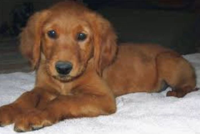 Golden Retriever puppy