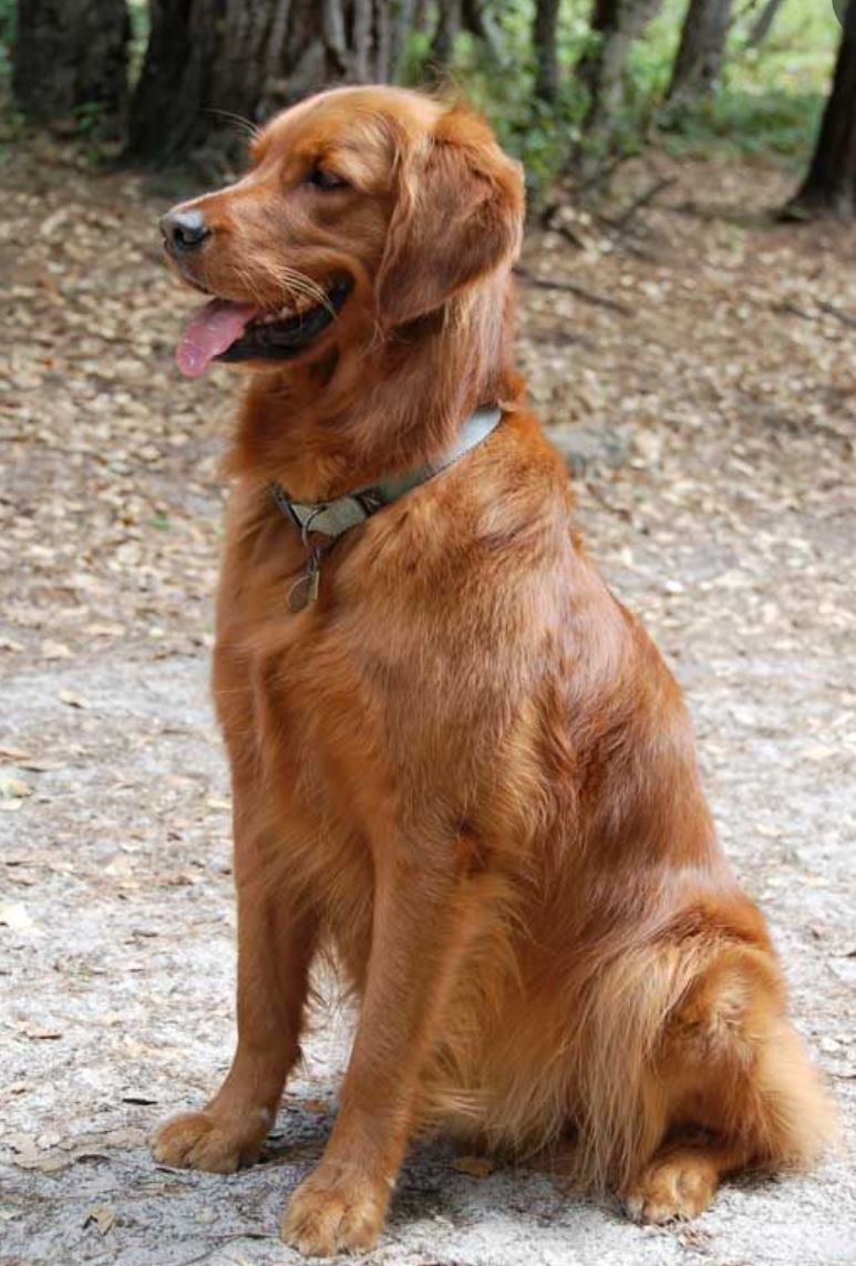 Golden Retriever sitting on forest trail