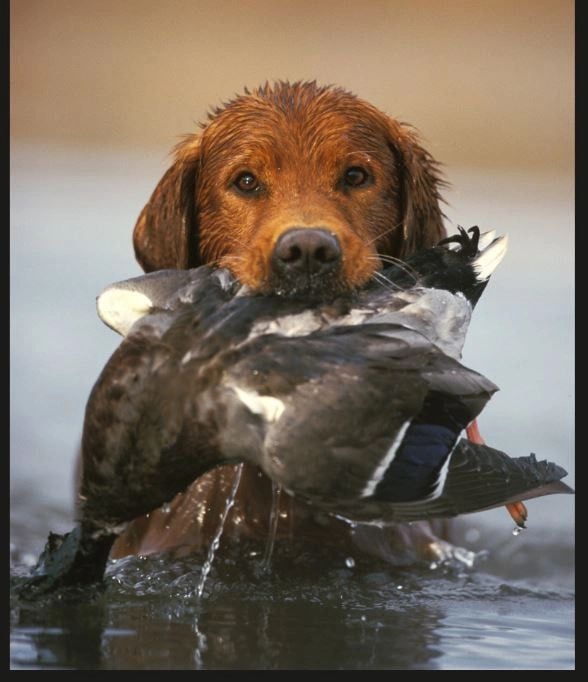 Hunting dog retrieving duck from water